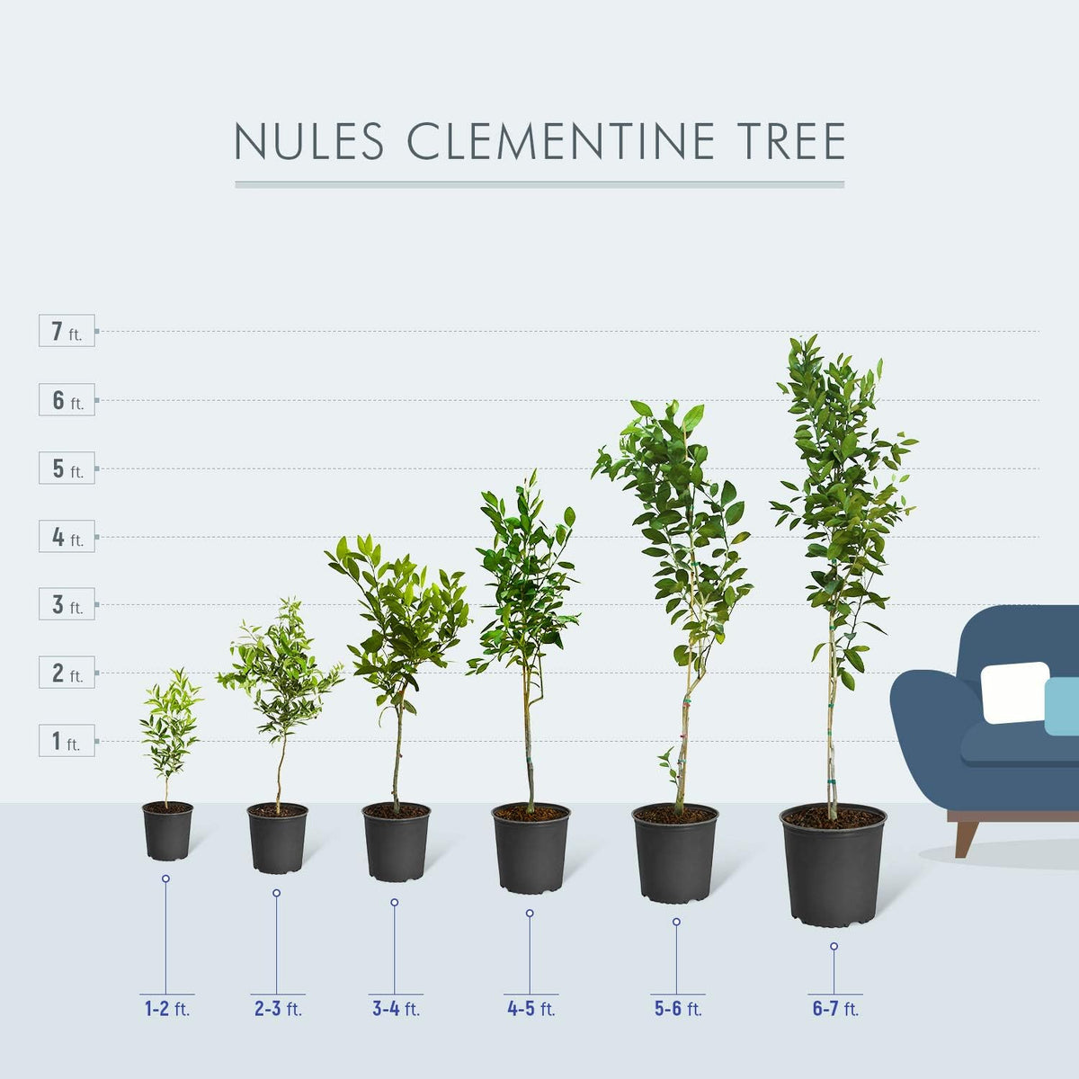 Brighter Blooms - Nules Clementine Tree, 4-5 Feet - Live Fruit Plant - No Shipping To AL, AZ, CA