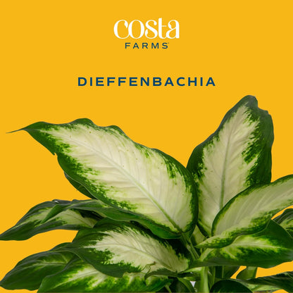 Costa Farms Dieffenbachia, Live Indoor Plant in Décor Plant Pot, Potted Houseplant in Potting Soil