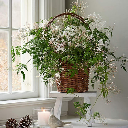 Night Blooming Jasmine Live Plant - Cestrum Nocturnum. Fragrant Flowering Shrub for Garden, Patio