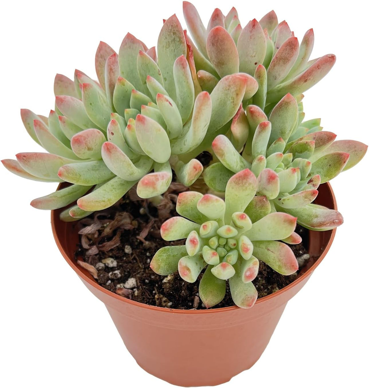 Live Succulent Plants Echeveria 'Blue Apples', Easy Care Potted Succulents, Approx 4" D x 4" H