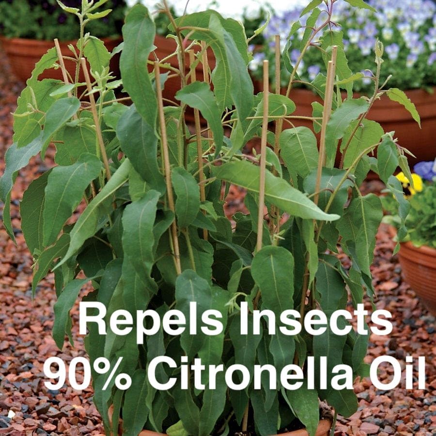 Lemon Eucalyptus (Corymbia citriodora) Live Plant - Fragrant Indoor/Outdoor Plant with Natural