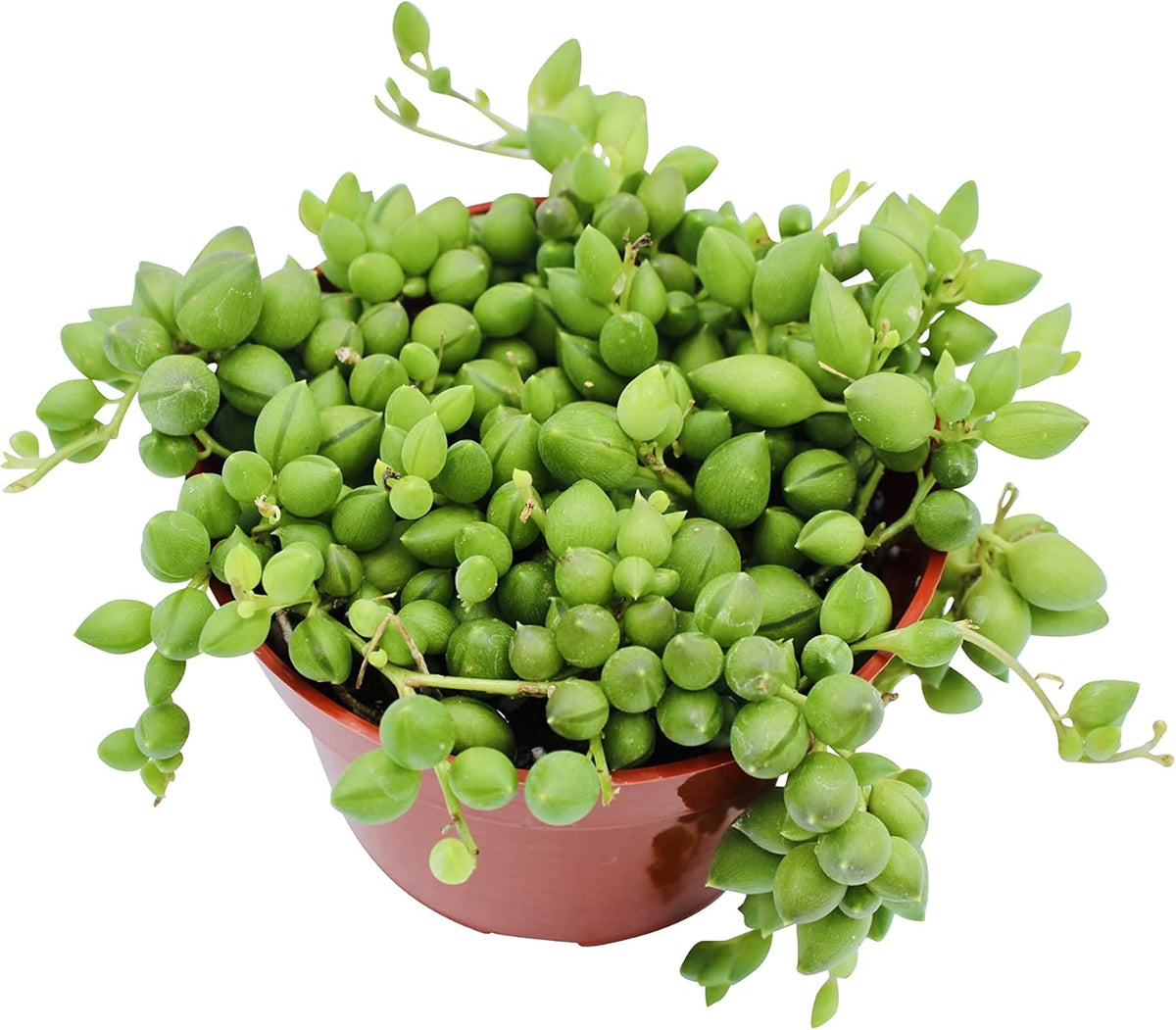 Live Succulent 4" String of Tears, Succulents Plants Live, Succulent Plants Fully Rooted, House