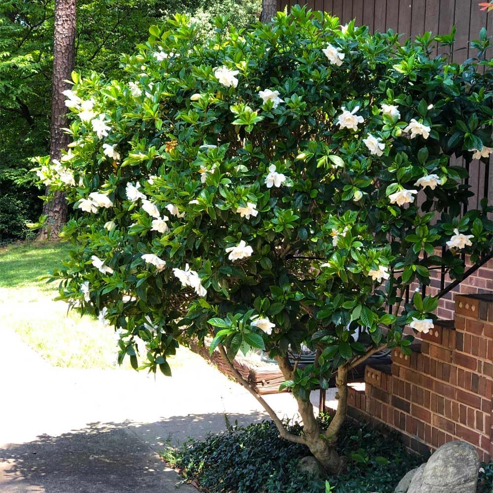 Gardenia Mystery - Gardenia Jasminoides. Hardy Evergreen Shrub with Large, Sweetly Fragrant White