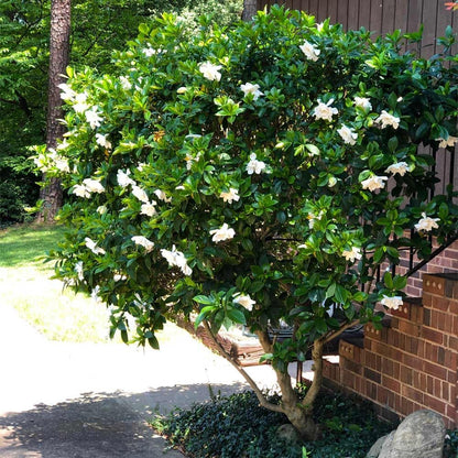 Gardenia Mystery - Gardenia Jasminoides. Hardy Evergreen Shrub with Large, Sweetly Fragrant White