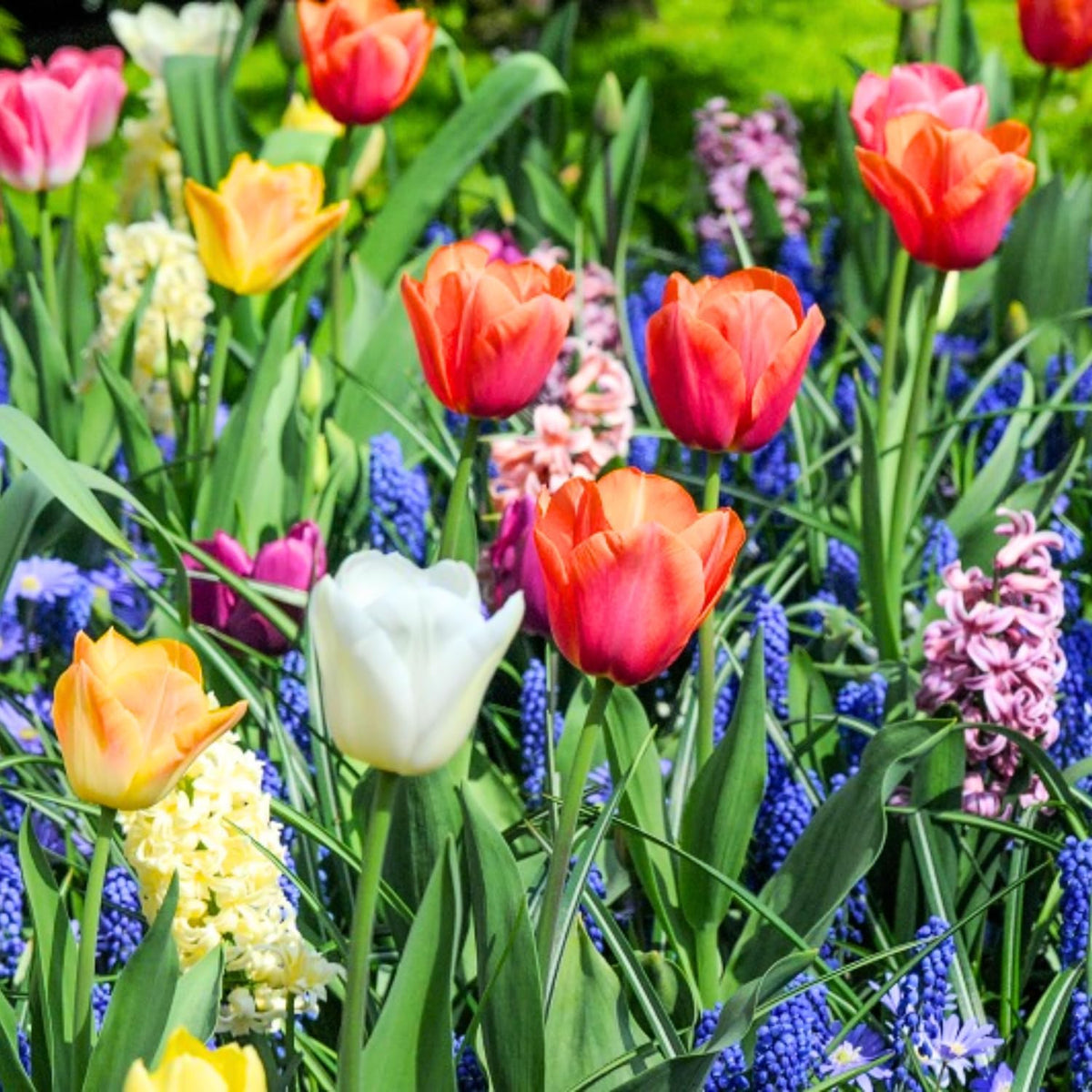 50 Mix Flowers Bulbs for Fall Planting, Perennial Flower Bulbs, Early Spring Flower to Plant
