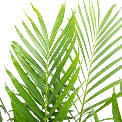 American Plant Exchange Live Cat Palm – 6-Inch Pot – Tropical Houseplant with Soft Arching Green