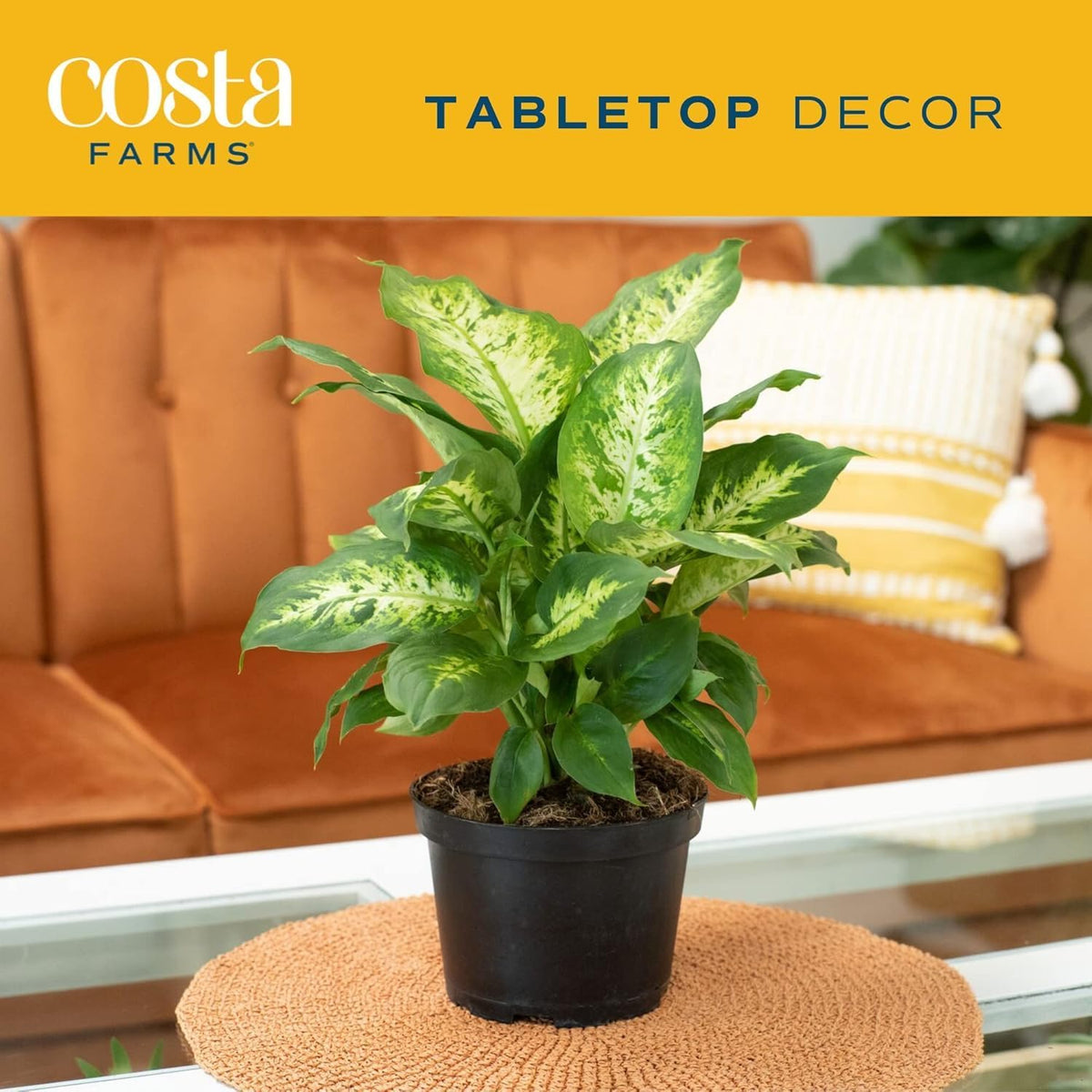 Costa Farms Dieffenbachia Live Indoor Plant, Easy to Grow Houseplant, Potted in Indoors Garden