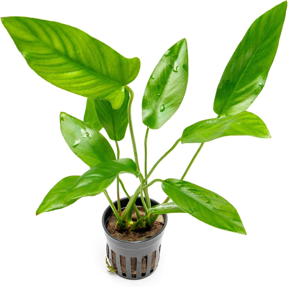 SubstrateSource Live Plants – Anubias Hastifolia (Anubias hastifolia) – Low to Moderate Light