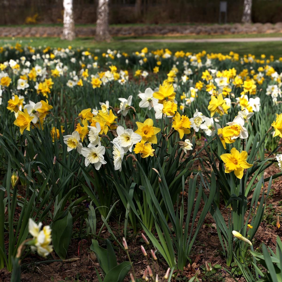 Complete Spring Flower Bulb Garden – Mixed Tulips, Daffodils & Hyacinths – 75 Bulk Bulbs for