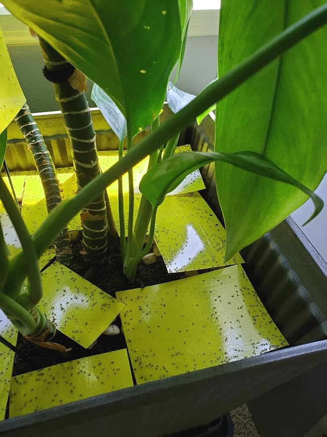 Faicuk Yellow Dual-Sided Sticky Fly Traps for Plant Insect Like Aphids, Fungus Gnats, Leaf Miners