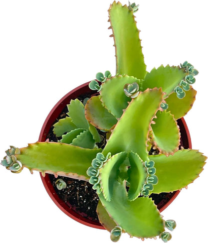 Live Succulent 4" Mother of Thousands, Succulents Plants Live Fully Rooted House Plant for Home