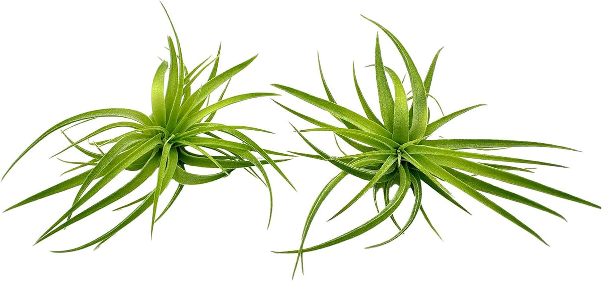 Live Air Plants - Tillandsia Geminiflora 1-3" - 2ct – ragnaroc Live Indoor Plant - Live Arrival