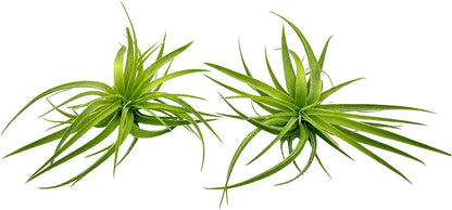 Live Air Plants - Tillandsia Geminiflora 1-3" - 2ct – ragnaroc Live Indoor Plant - Live Arrival