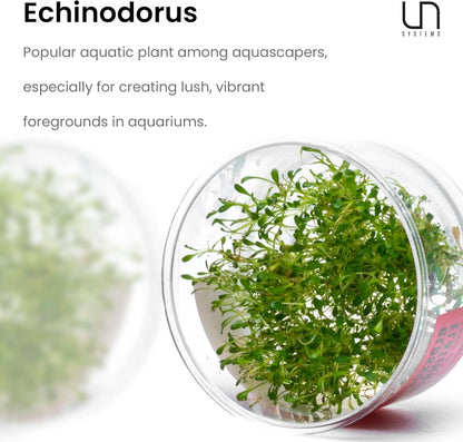 Ultum Nature Systems Glossostigma Elatinoides Tissue Culture Live Plant for Aquarium, Aquascape