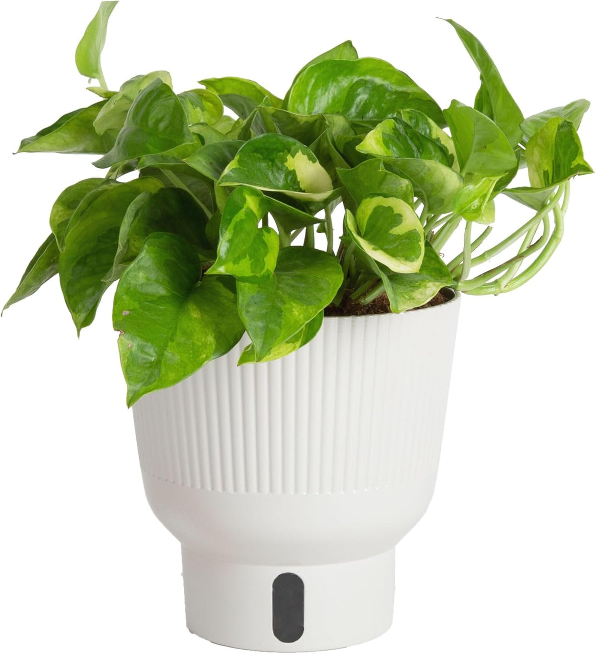 Costa Farms Lemon Meringue Pothos Live Plant in Self Watering Pot, Indoor Houseplant, Perfect for