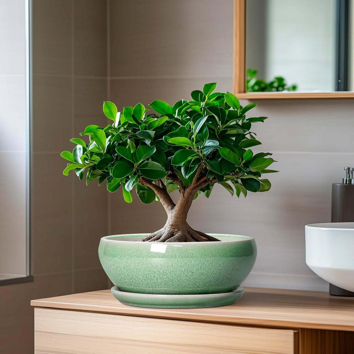 SQOWL Bonsai Planter - 8 Inch Ceramic Succulent Planters for Indoor Plants Outdoor, Shallow Round