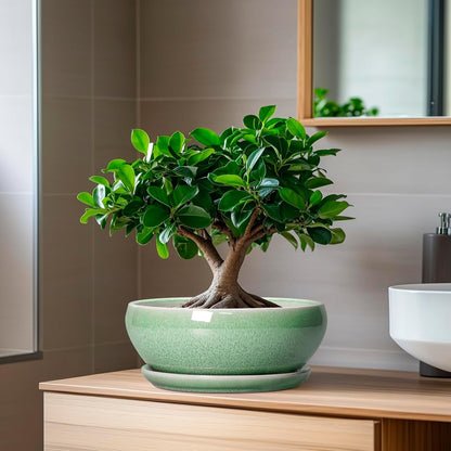 SQOWL Bonsai Planter - 8 Inch Ceramic Succulent Planters for Indoor Plants Outdoor, Shallow Round