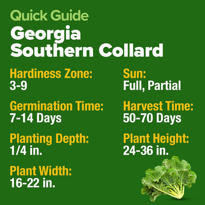 HOME GROWN Georgia Southern Collard Green Seeds – Bulk 2 Pack (600 High-Germination Non-GMO