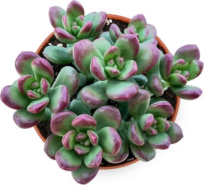 Live Succulents Sedum lucidum Obesum (4-inch), Succulent Plants Fully Rooted in Pots with Soil