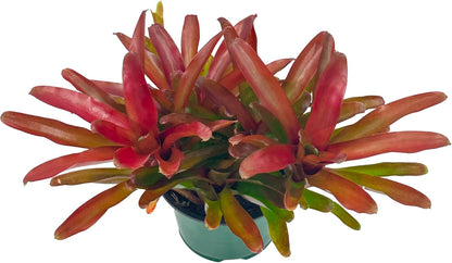 ragnaroc Live Plants - Bromeliad Neoregelia 'Super Fireball', 10-12" in 6" Pot - 1ct - Live Arrival