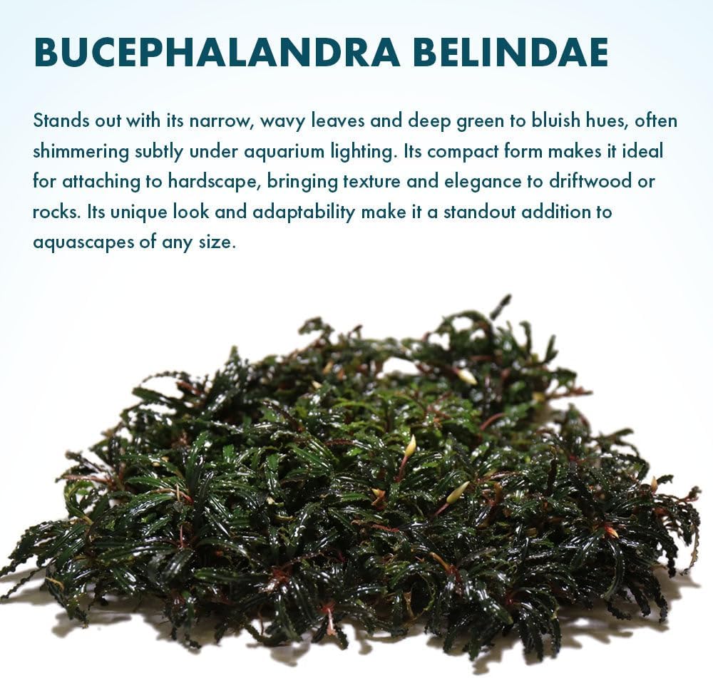 SubstrateSource Live Plants – Bucephalandra Belindae (Bucephalandra belindae) – Low to Medium