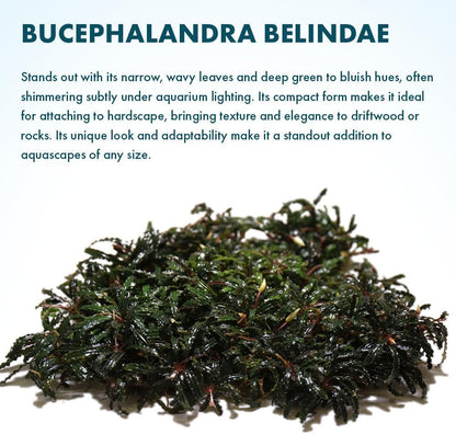 SubstrateSource Live Plants – Bucephalandra Belindae (Bucephalandra belindae) – Low to Medium