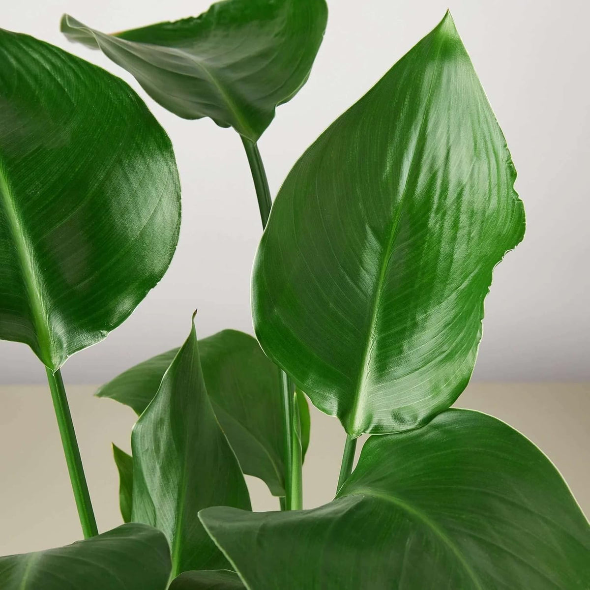 White Bird of Paradise Strelitzia Nicolai Live Plant for Indoor | Different Houseplants in 4'' &