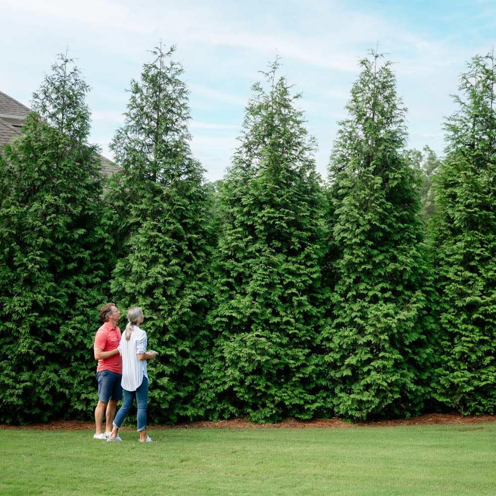 Brighter Blooms - Thuja Green Giant, 6-7 Feet - Live Plant - No Shipping to AK, AZ, HI, OR
