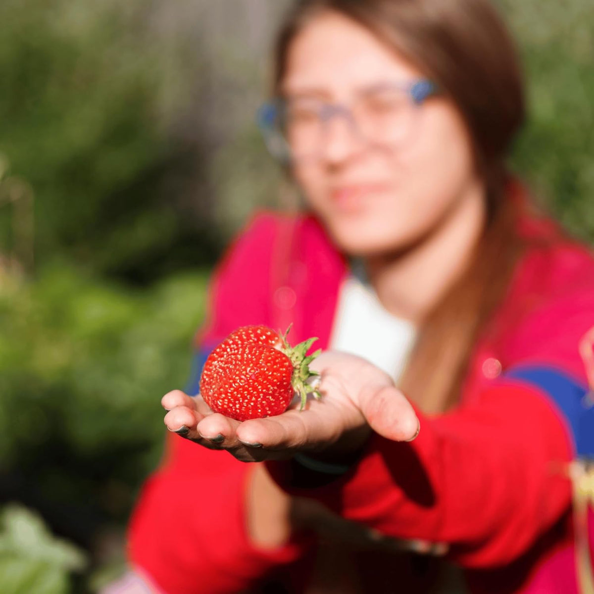 Seascape Strawberry Plants - Great for Planters - Day Neutral (Heavy Producer) - Bare Root