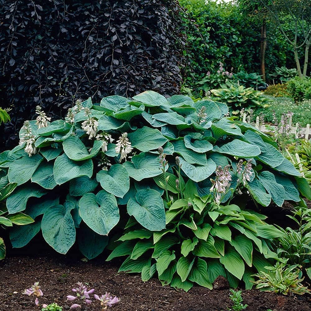3 Big & Giant Hosta Perennial Mix, Blue-Green and Yellow-Green Masssive Large Leaves | Perfect for