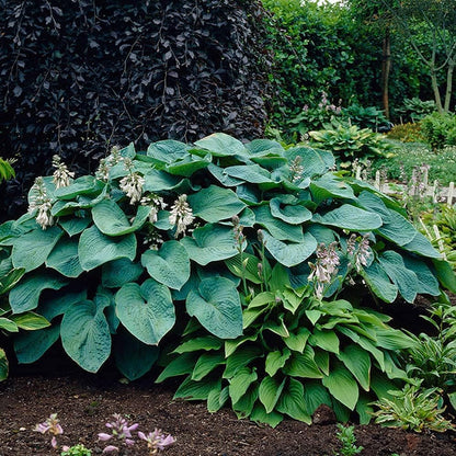 3 Big & Giant Hosta Perennial Mix, Blue-Green and Yellow-Green Masssive Large Leaves | Perfect for