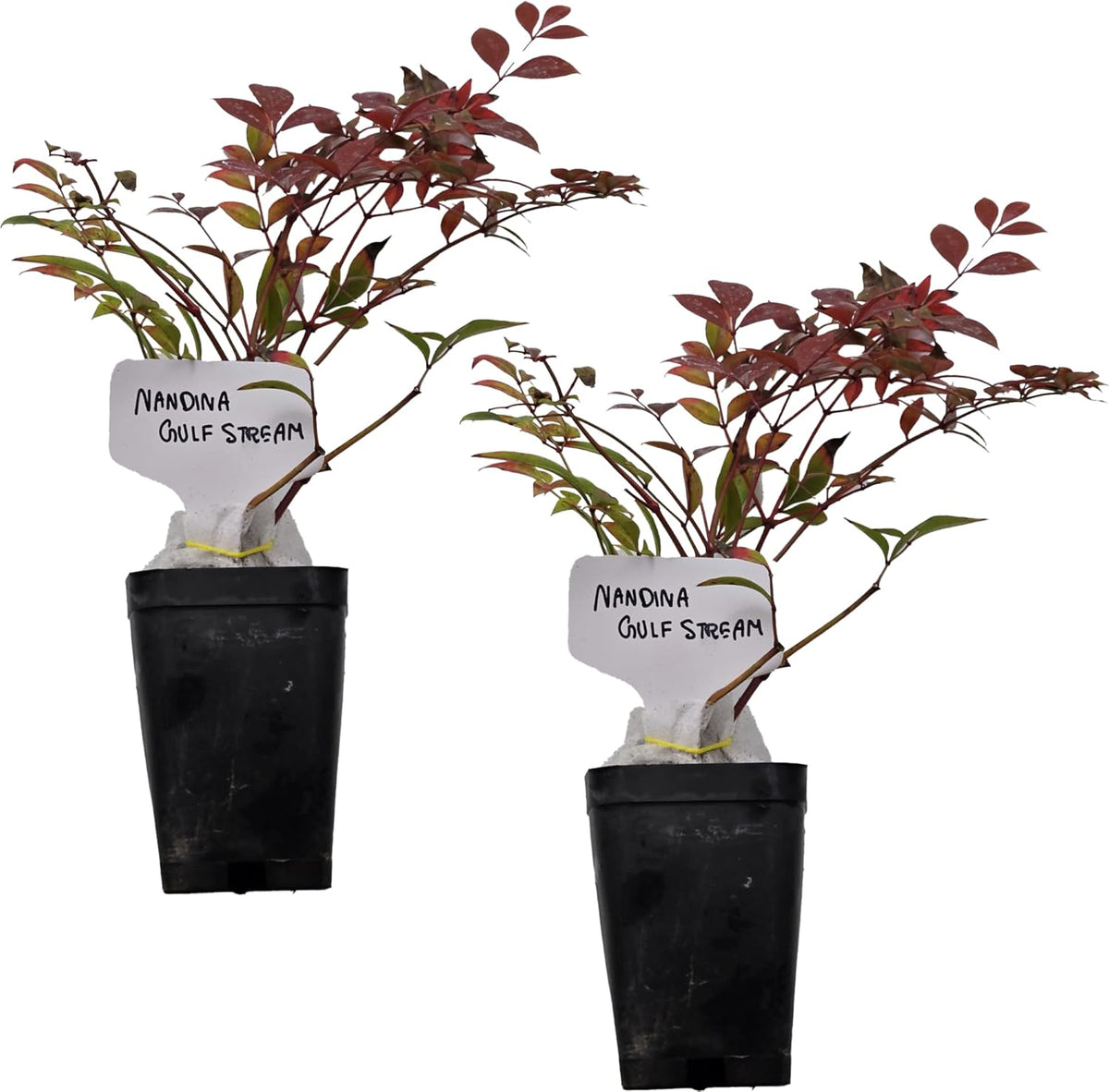 Nandina Gulf Stream - Nandina domestica. Compact Heavenly Bamboo | Year-Round Color | Low