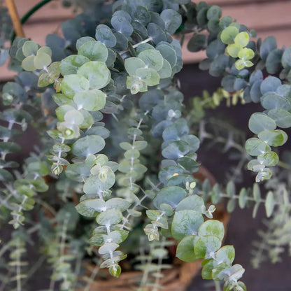 Park Seed Grow Your Own Eucalyptus Seeds Plant, Perfect for Indoor Growing and Spring Garden, Baby