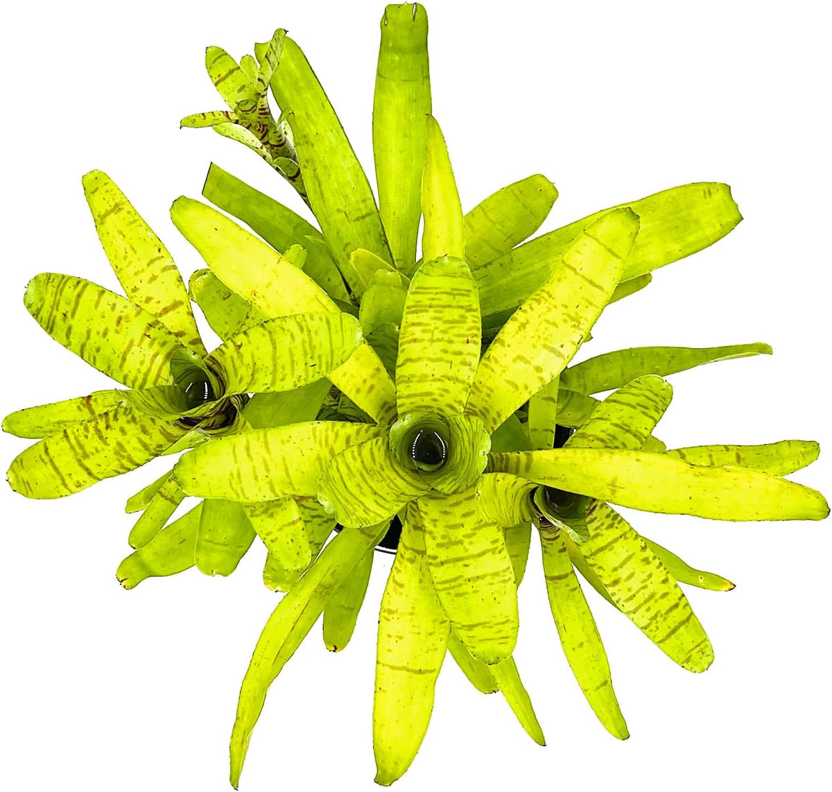 ragnaroc Live Plants – Bromeliad Neoregelia Tigrina, 8-12" in 6" Pot - 1ct - Live Arrival