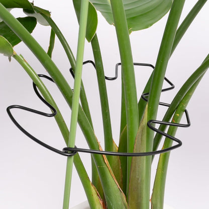 5PCS Black Monstera Plant Stem Support 9x7.6in - Adjustable & Durable Indoor Plant Stake for Cactus