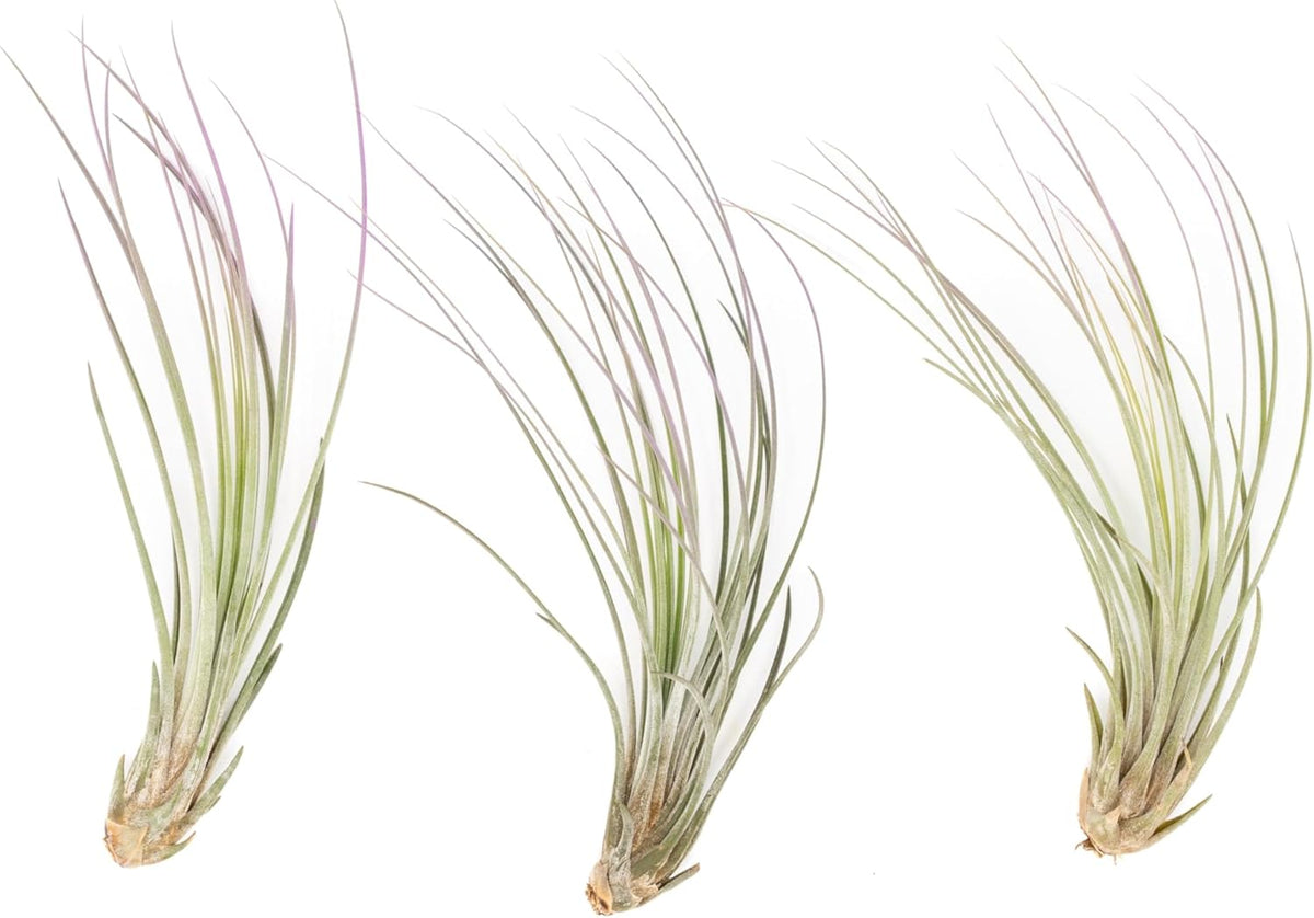 Lavender Colorful Tillandsia Air Plants - Long Lasting Color Enhanced Live Tillandsia Succulent