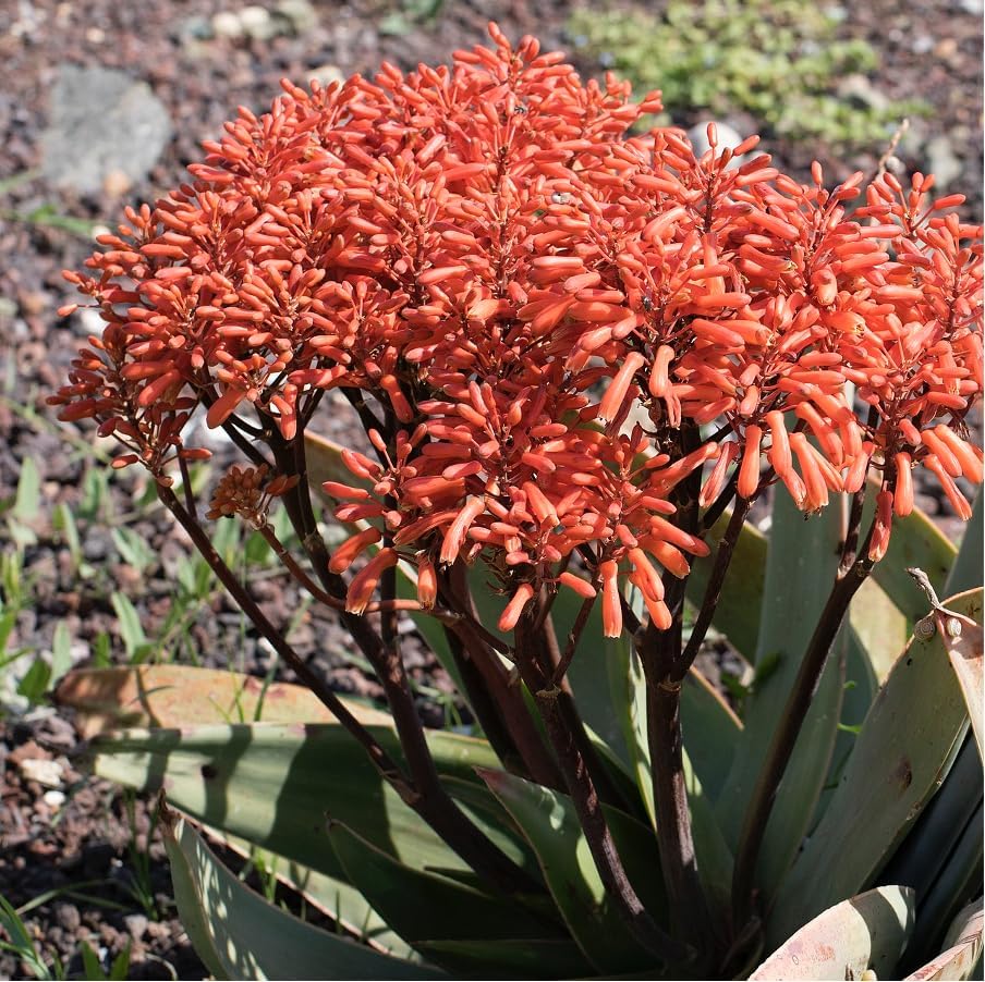 Coral Aloe Plants (Aloe striata) - Live Succulent with Striking Pink Edges and Smooth, Flat Leaves
