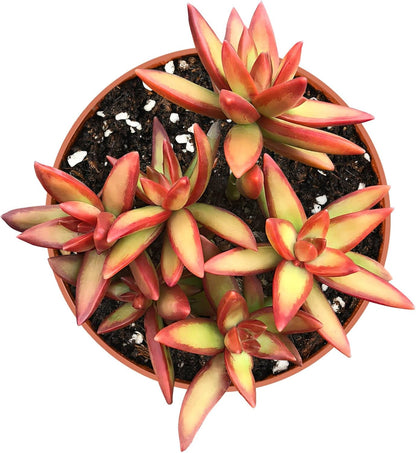Live Succulents Sedum Adolphi 'Firestorm' (4-inch), Succulent Plants Fully Rooted in Pots with