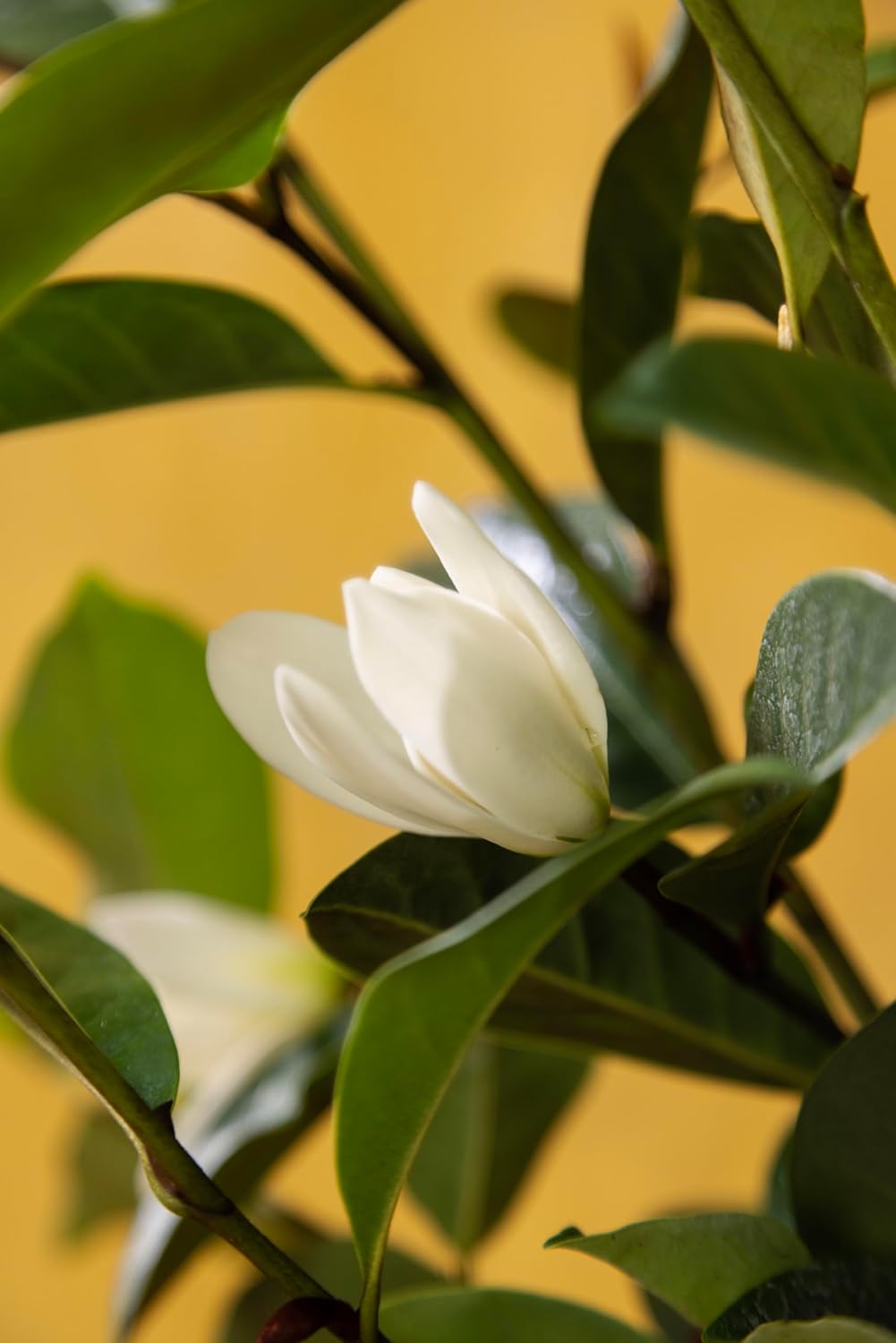 Fairy Magnolia Tree, Fragrant White Flowering Evergreen Shrub for Landscaping, Hedges & Gardens
