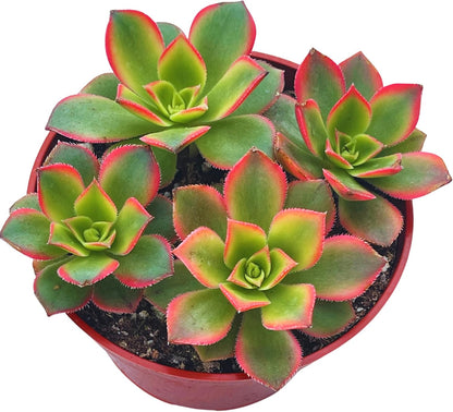 Live Succulent 4" Aeonium Kiwi, Succulents Plants Live Fully Rooted House Plant for Home Office