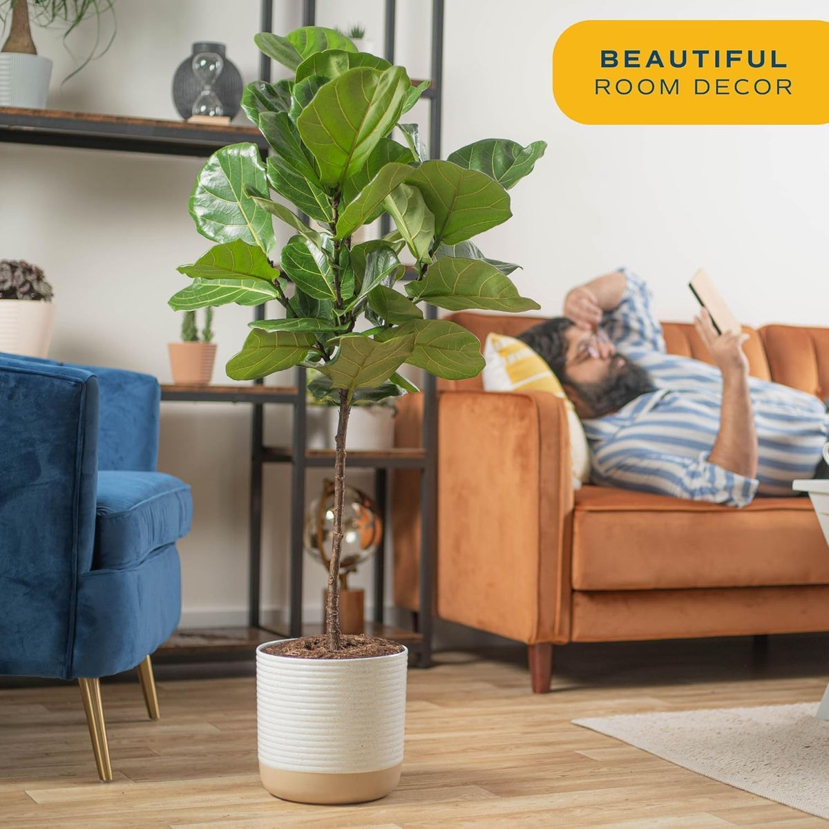Costa Farms Fiddle Leaf Fig Tree, Live Indoor Floor Plant in Nursery Grow Pot, Clean Air Purifying