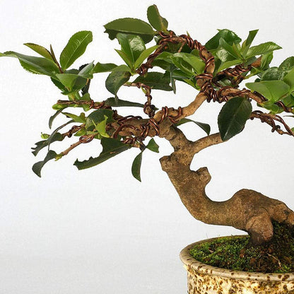 Quality Bronze Long Lasting Bonsai Training Wire Set of 3 Sizes - 1.0mm, 1.5mm, 2.0mm, Corrosion