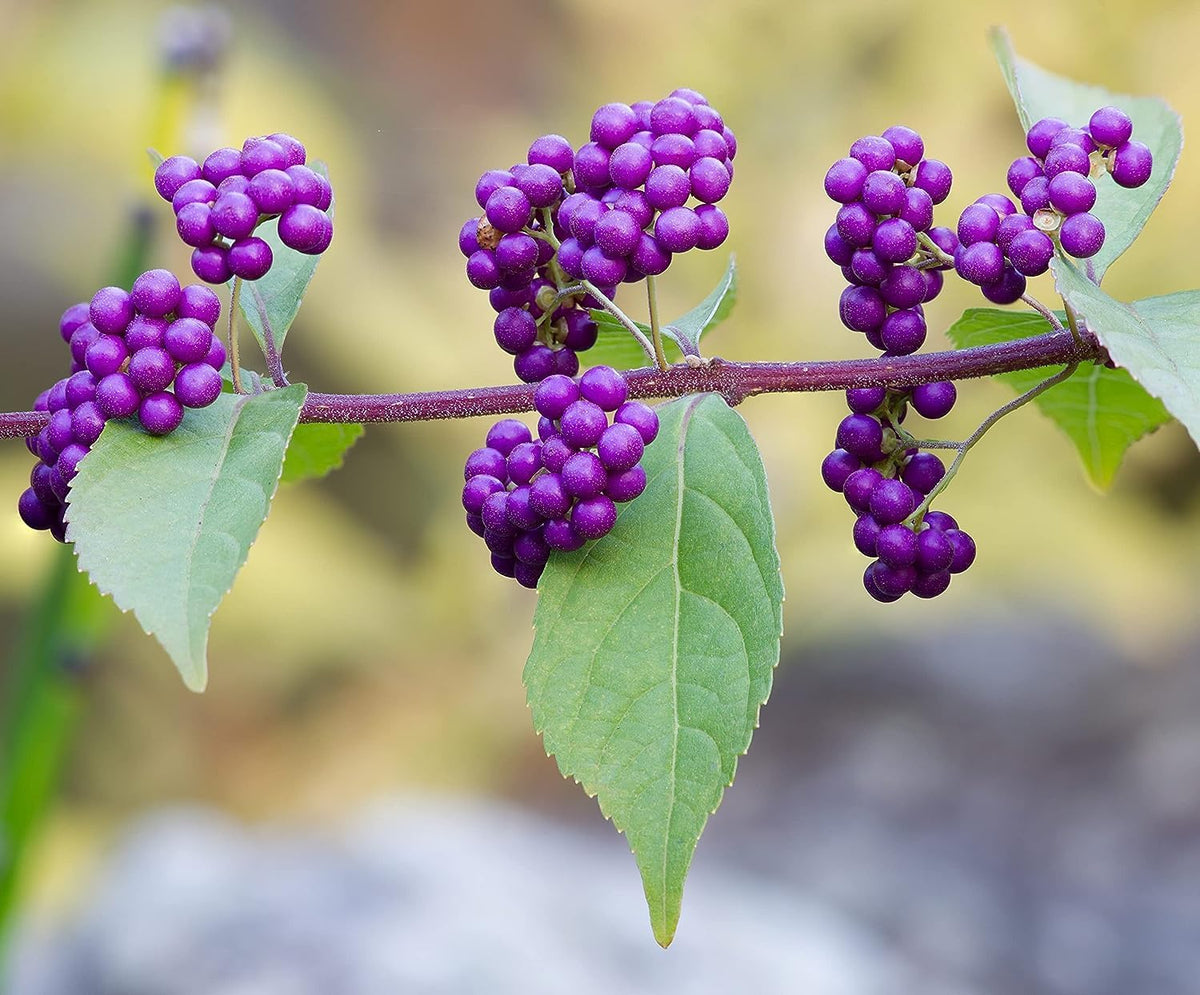 American Beautyberry | 3 Live Plants | Callicarpa Americana | Drought-Tolerant, Vibrant Purple