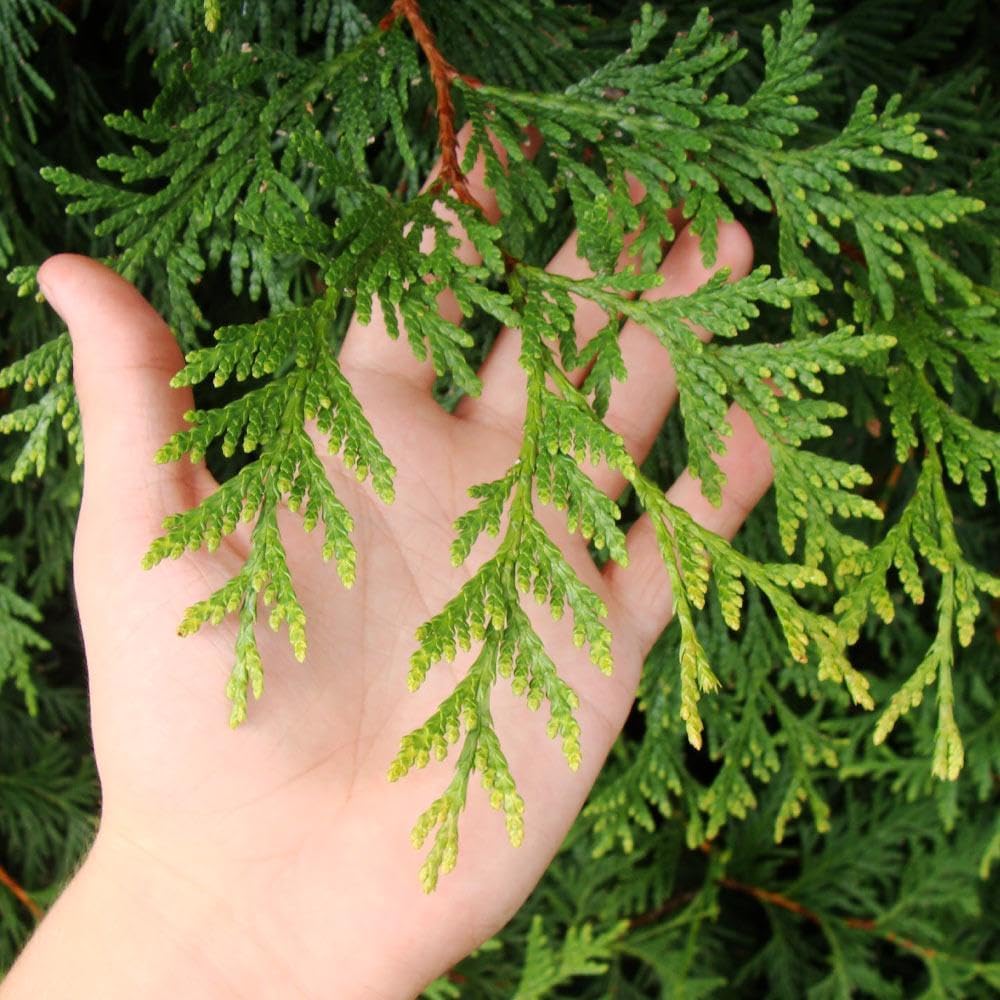 Brighter Blooms - Thuja Green Giant, 6-7 Feet - Live Plant - No Shipping to AK, AZ, HI, OR