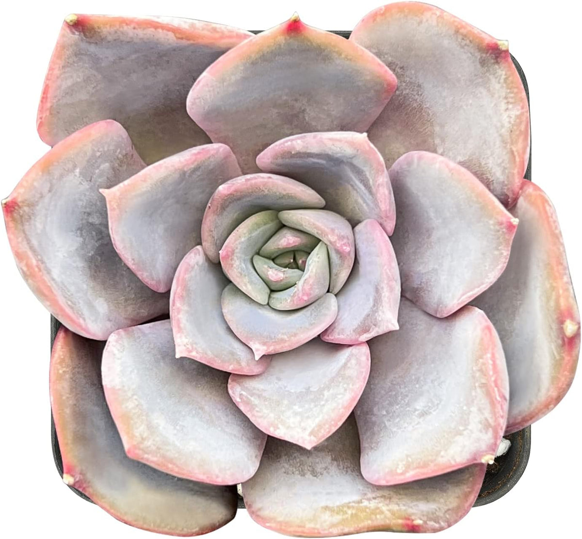 Sprout N Green Echeveria Fiona, 1 Live Mini Succulent Plant Fully Rooted in 2 inch Starter Pot