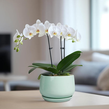 G EPGardening Ceramic Plant Pots - 6 Inch Pot for Plants, Ceramic Planter with Drainage and Saucer