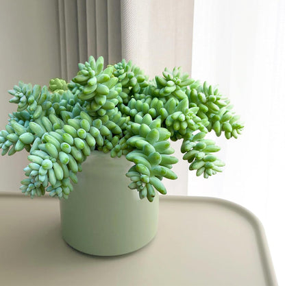 Live Succulents Donkey Tails (4-inch), Succulent Plants Fully Rooted in Pots with Soil, Easy-Care