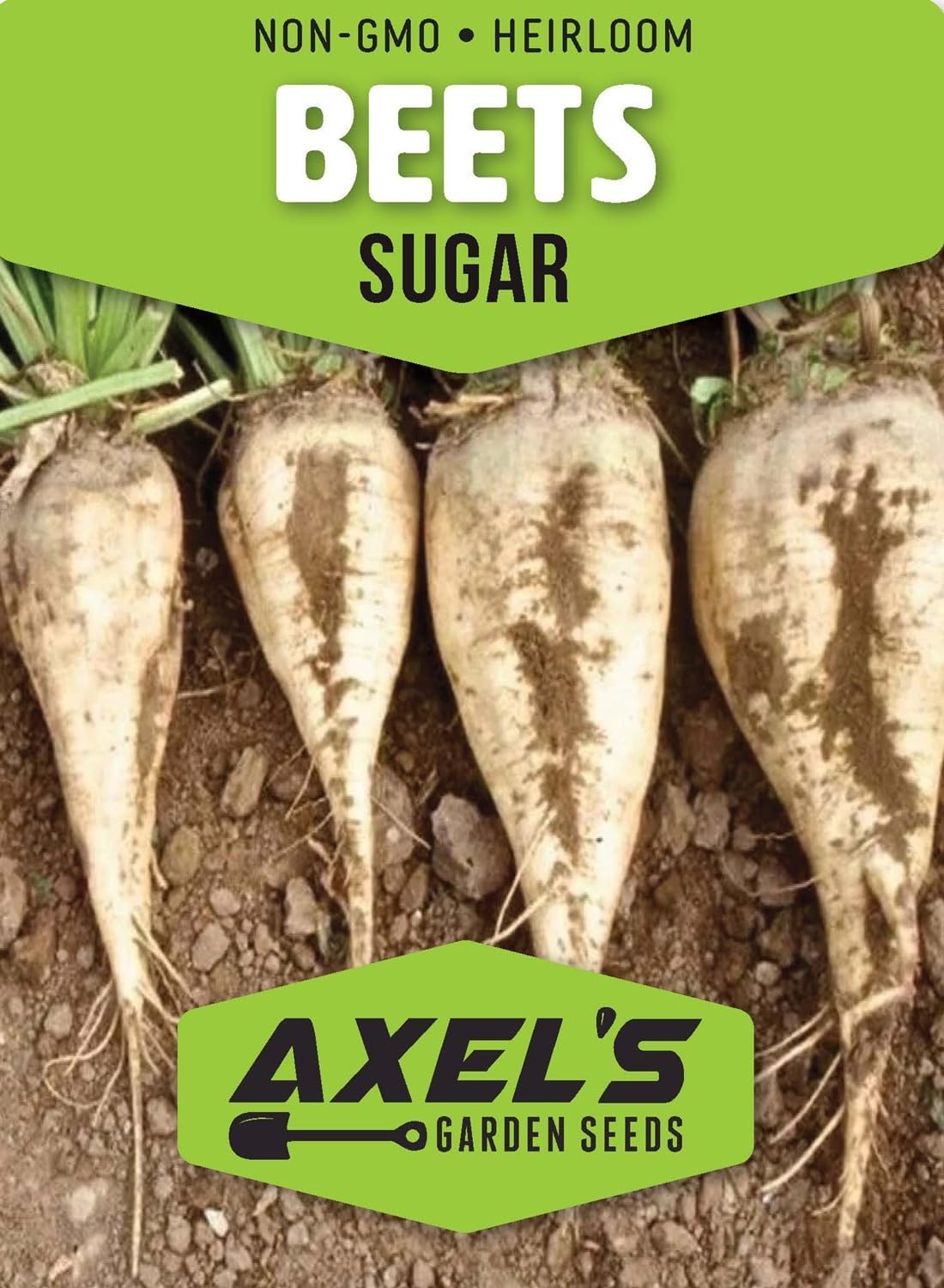 Sugar Beet Seeds for Planting – Plant & Grow Heirloom Sugar Beets in Home Outdoor Vegetable Garden