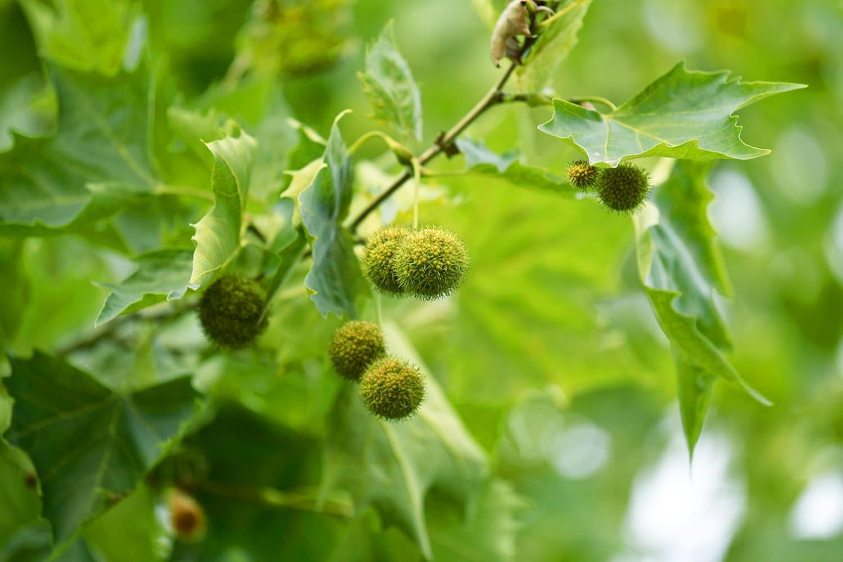 American Sycamore | 1 Large Gallon Size Tree | Platanus occidentalis | Fast-Growing Shade Plants |