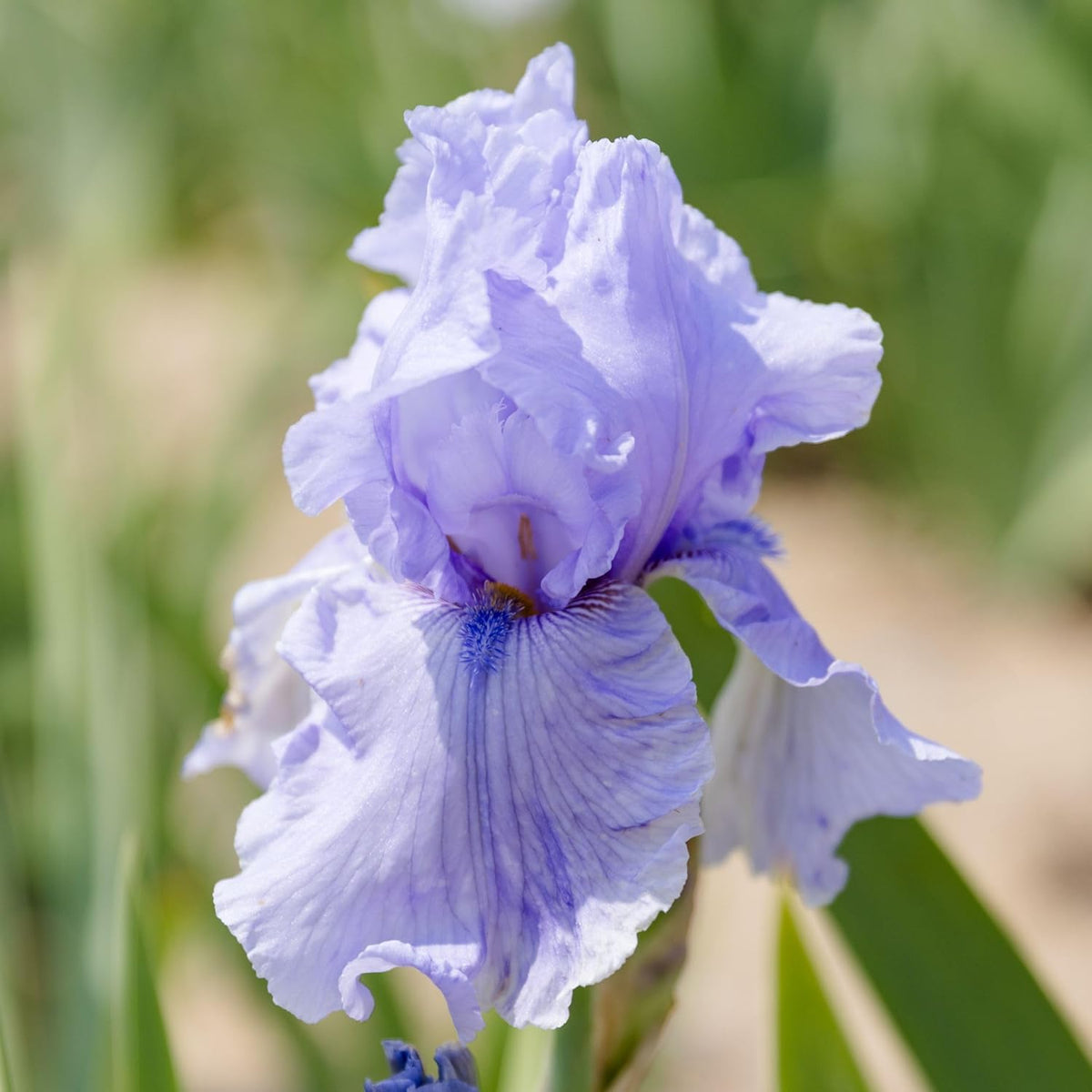 Easy to Grow Bearded Iris Rio Vista - 9 Plant Bulbs Rhizomes, Lavender & Purple Flowers in Spring
